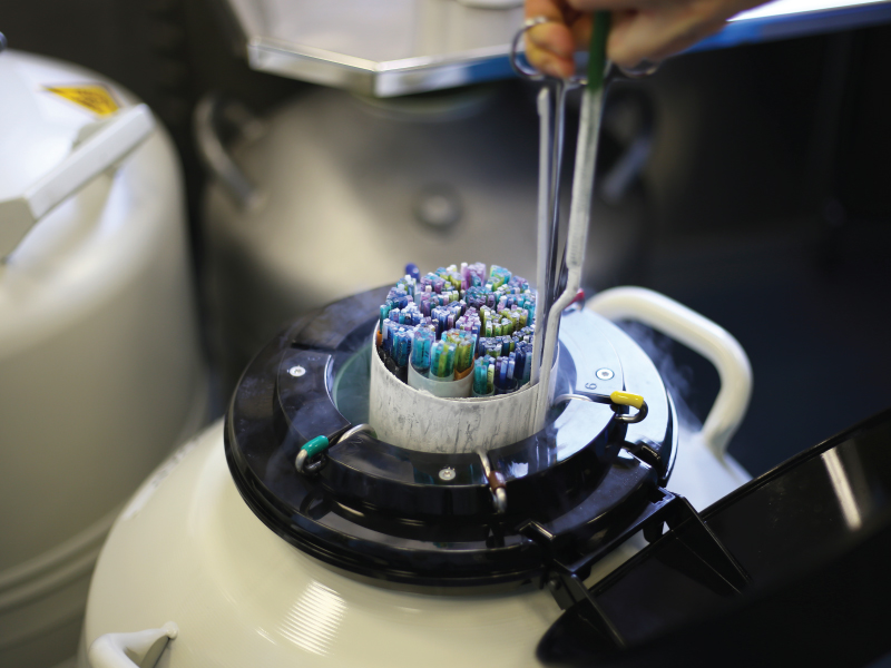 Frozen Embryo Transfer (FET): A Safe and Effective IVF Option
